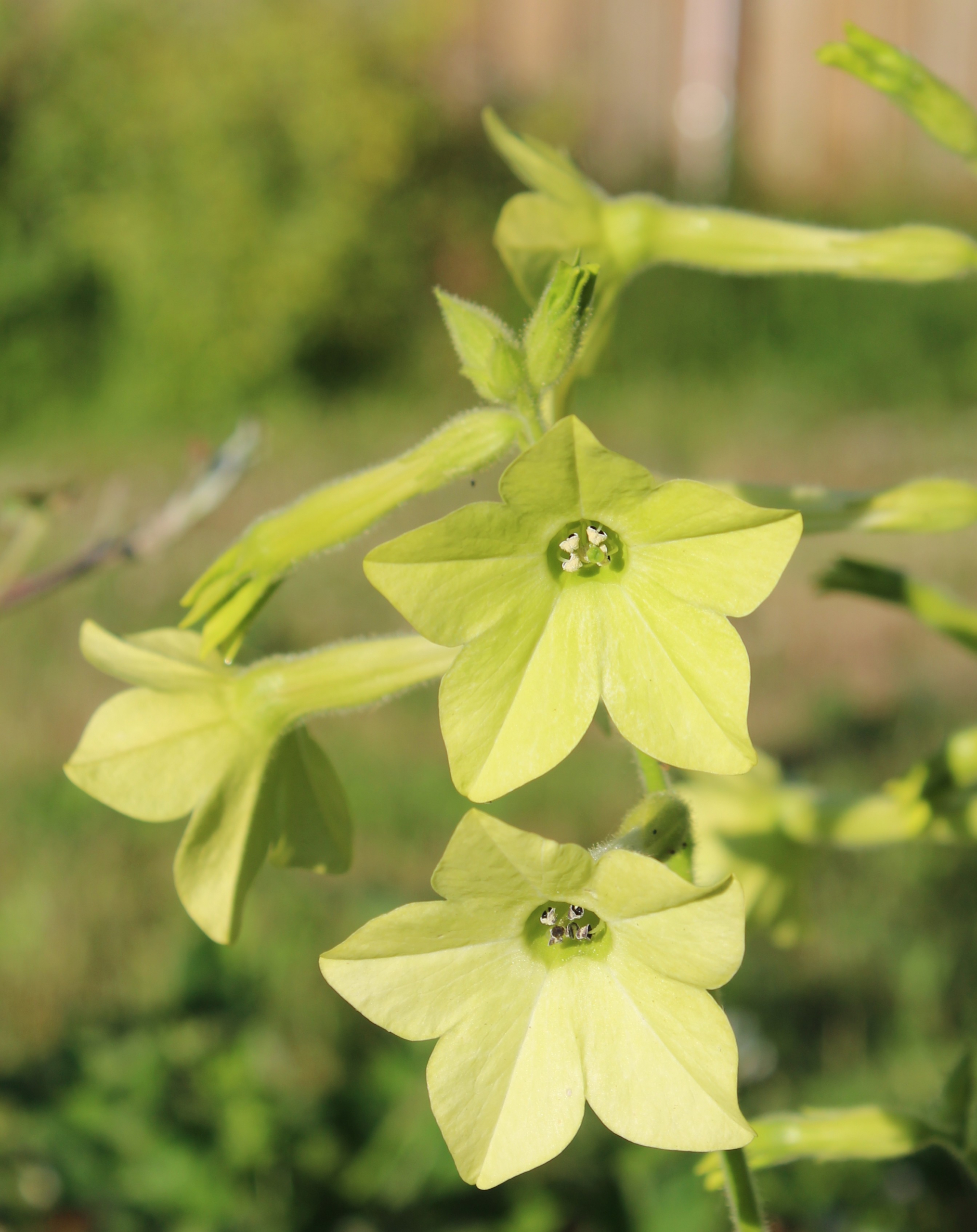 tobacco plant lime green Tobacco, Flowering 'Lime Green' – A Thousand Flowers