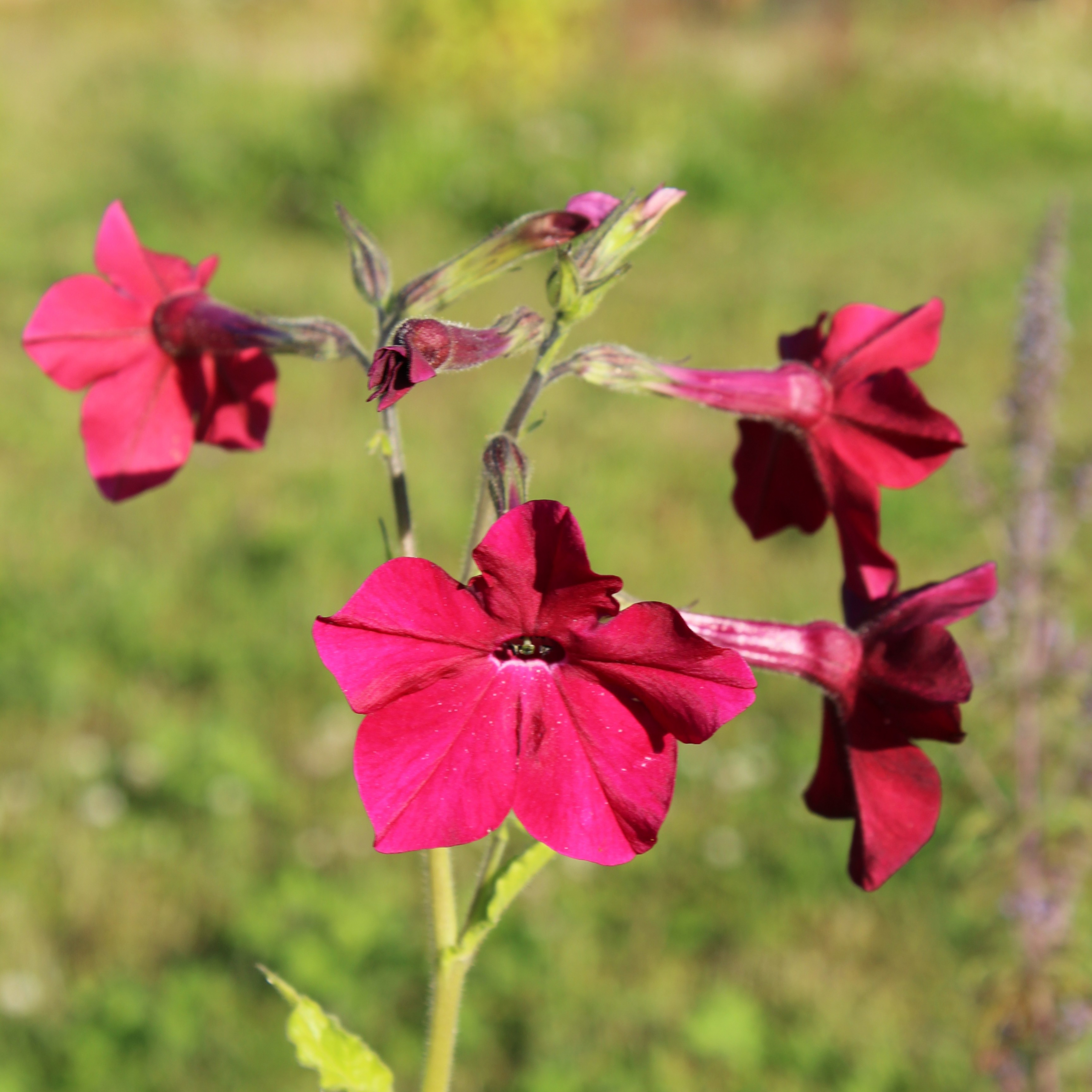 Tobacco, Hybrid 'Perfume Bright Rose' – A Thousand Flowers