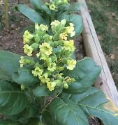 oneida ceremonial tobacco seeds