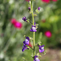 Antirrhinum nuttallianum seeds