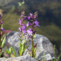 Purple Pond Lobelia seeds