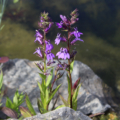 Lobelia vedrariensis flowers