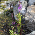 Lobelia Vedrariensis Purple Pond Lobelia water plants