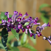 Buddleia lindleyana flower