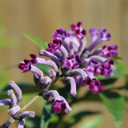 BUDDLEJA lindleyana plant