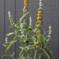 Buddleja stachyoides plant