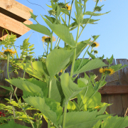 yellow oxeye seeds