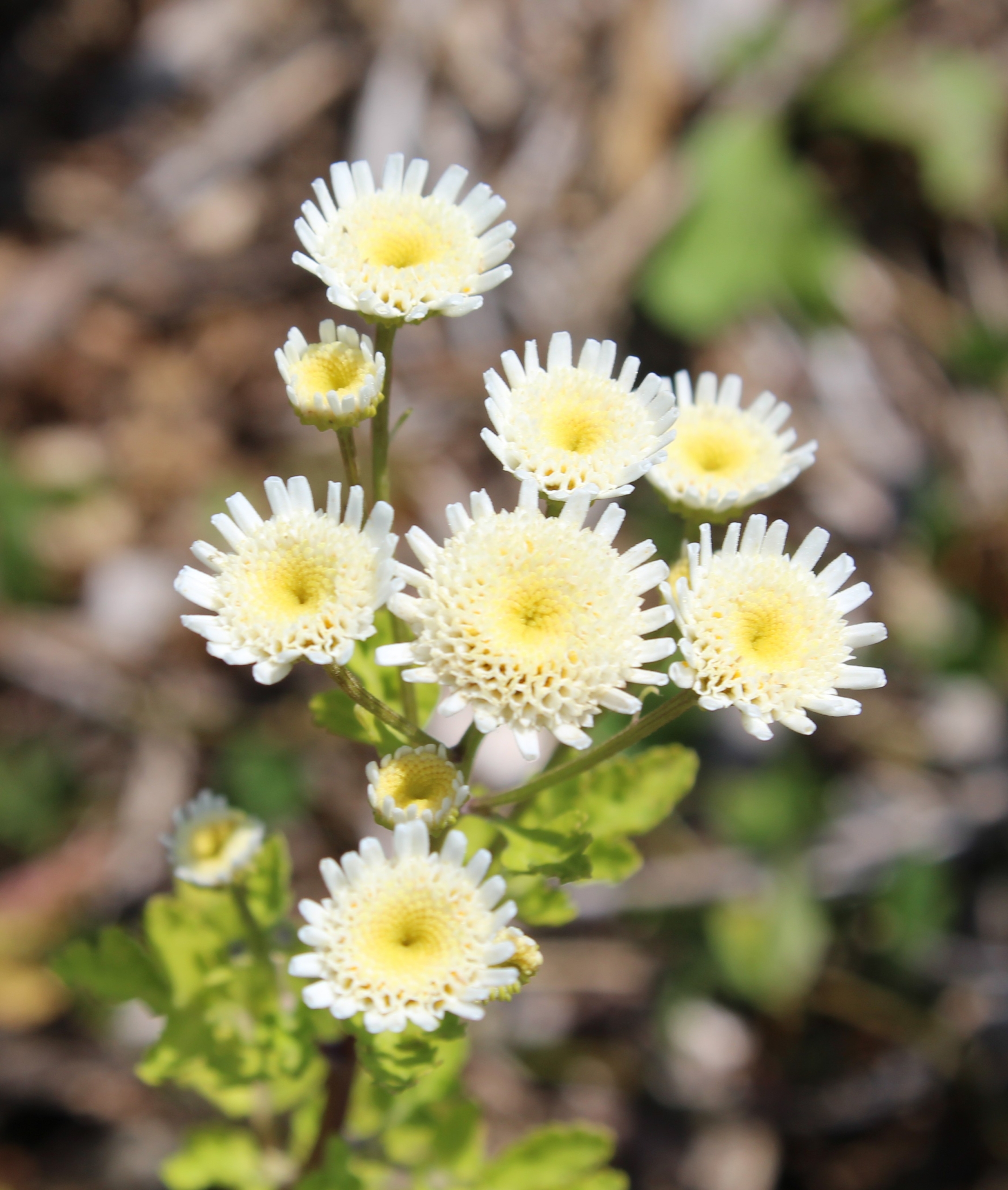 Feverfew, 'Selma Star' – A Thousand Flowers
