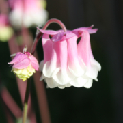 white petticoat columbine seeds