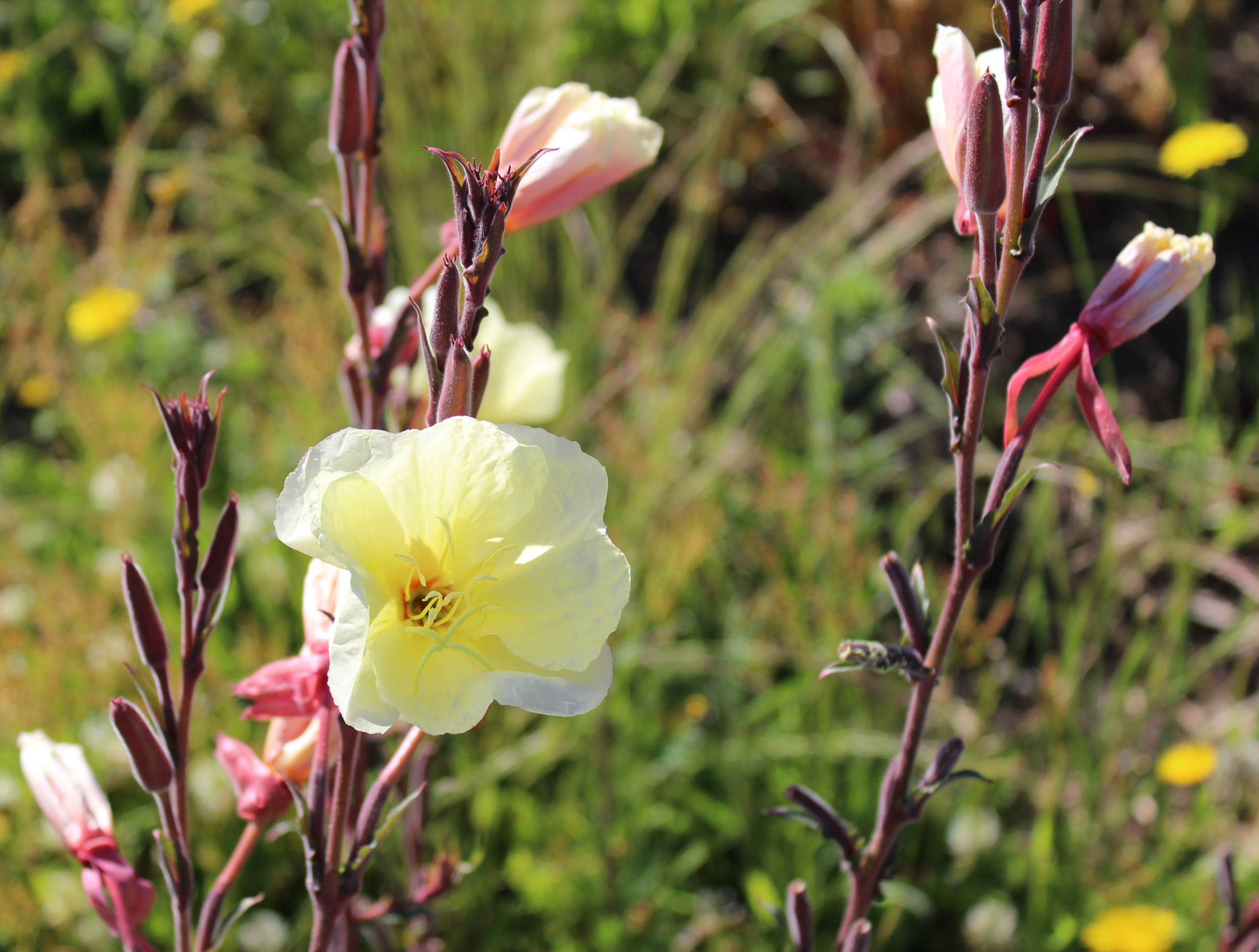 Evening Primrose, Fragrant 'Apricot Delight' – A Thousand Flowers