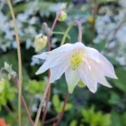 Aquilegia Clematis-Flowered Columbine seeds