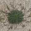 star of the earth seeds