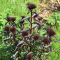 Dianthus barbatus | Black Sweet William 'Sooty' seeds
