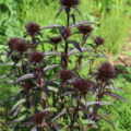 Black Sweet William 'Sooty' seeds