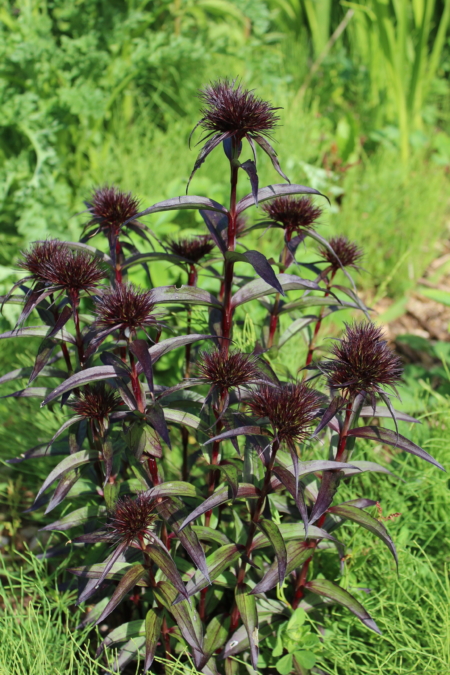 Black Sweet William 'Sooty' seeds