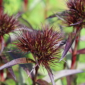Dianthus barbatus 'Sooty' seeds