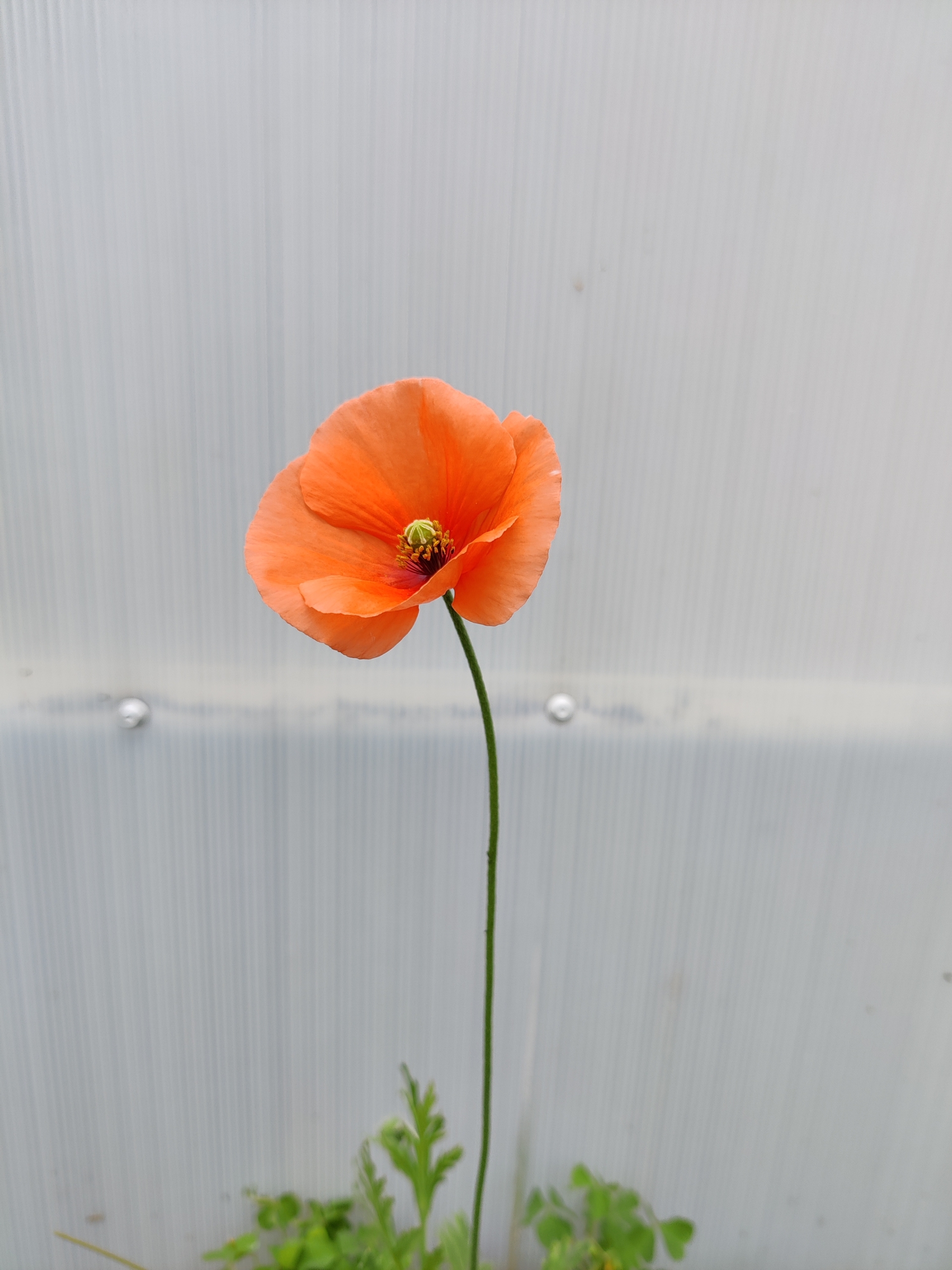 Poppy, Long-headed – A Thousand Flowers