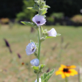 Marsh Mallow Flower seeds