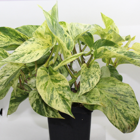 Rooted Epipremnum aureum| Golden Pothos 'Marble Queen'