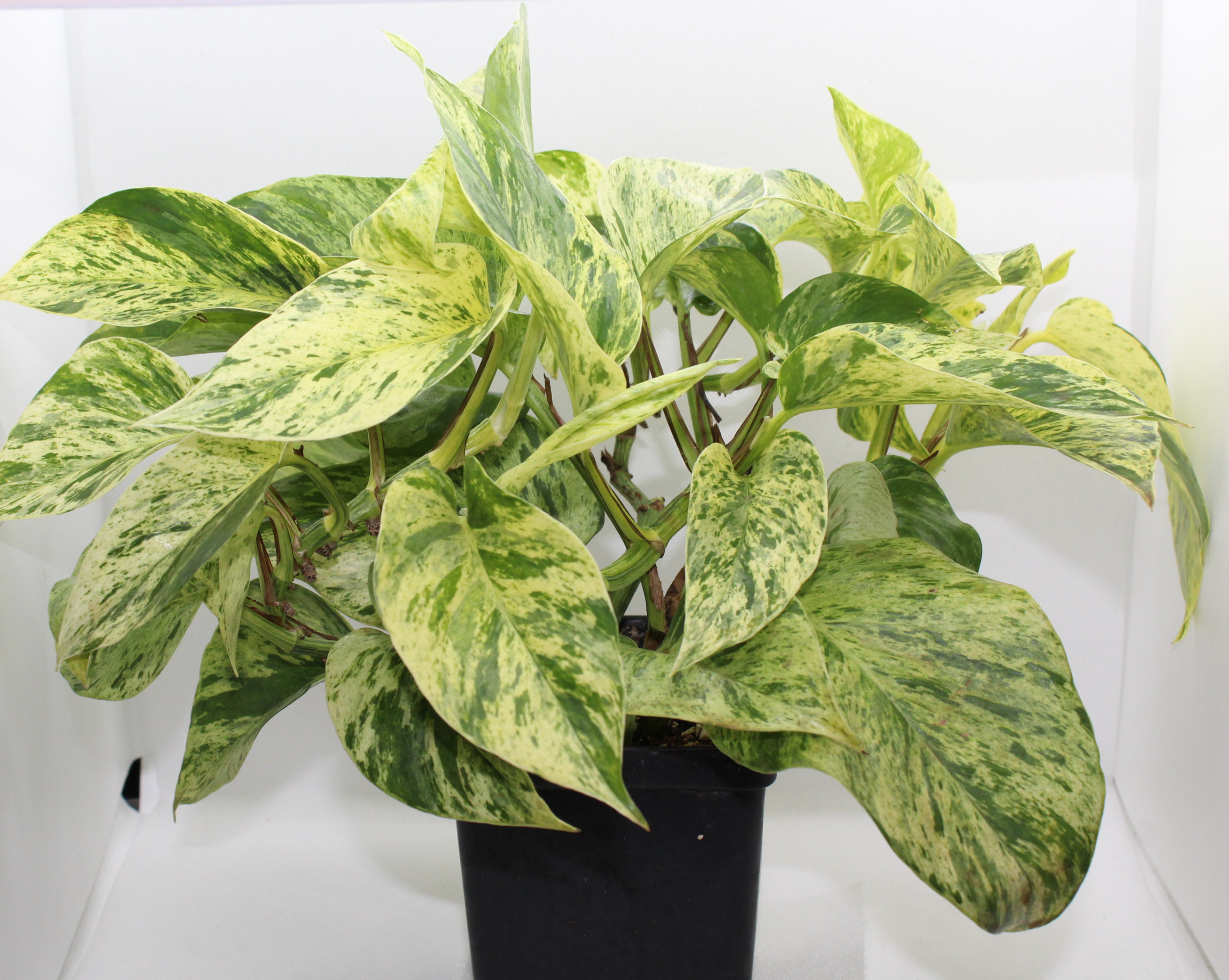 philodendron monstera - fensterblatt Fensterblatt | kaufen main image 1