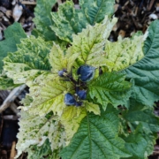 Variegated Shoo Fly plant seeds