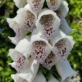 Fairy Bells Digitialis seeds