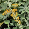 Buddleia madagascarienesis flower