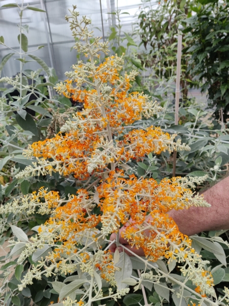 Madagascar Butterfly Bush flower