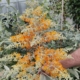 Madagascar Butterfly Bush flower