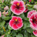 Hibiscus rosa-sinensis | Tropical Hibiscus 'Lana's Paradise' flowers
