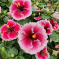 Lana's Paradise Hibiscus rooted plant