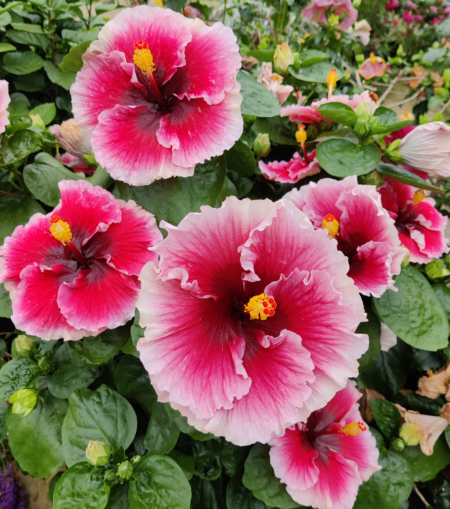 Lana's Paradise Hibiscus rooted plant