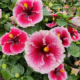 Lana's Paradise Hibiscus rooted plant
