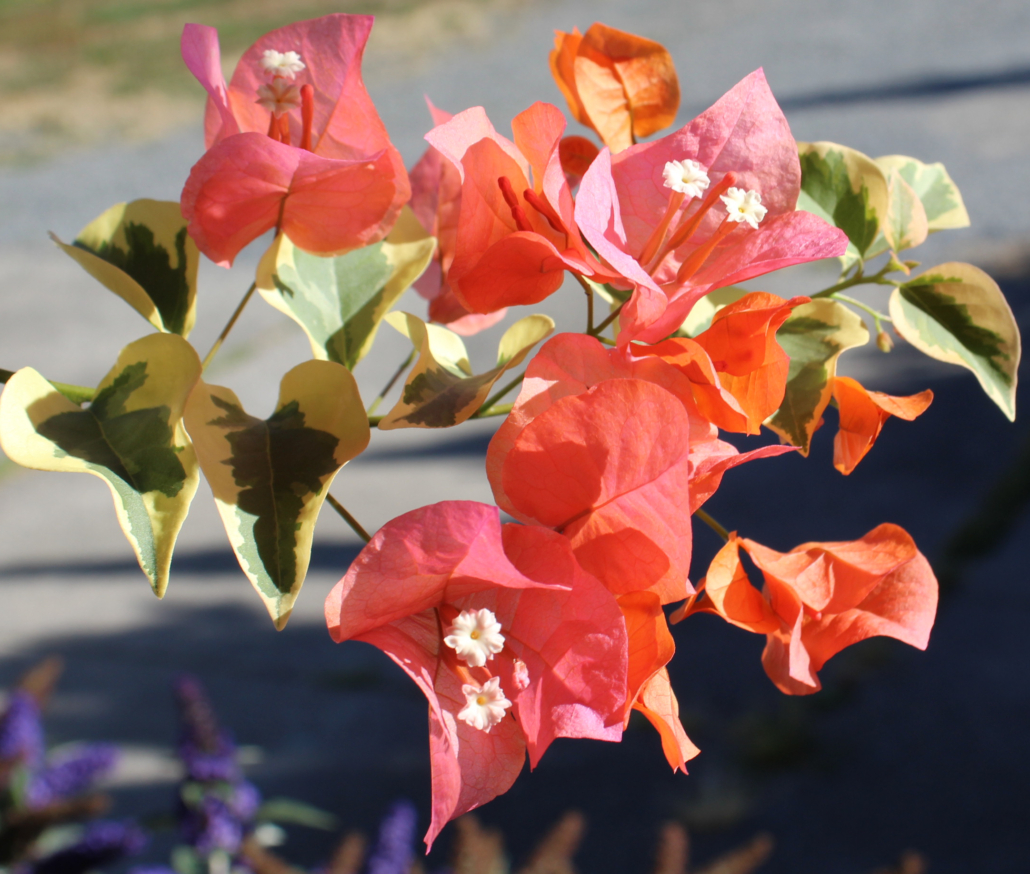 Variegated Orange Ice Bougainvillea Starter Plant - Well-Rooted Plug, Blooms Possible, Bare Root Shipment