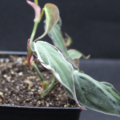 Variegated Velvet Halo philodendron micans