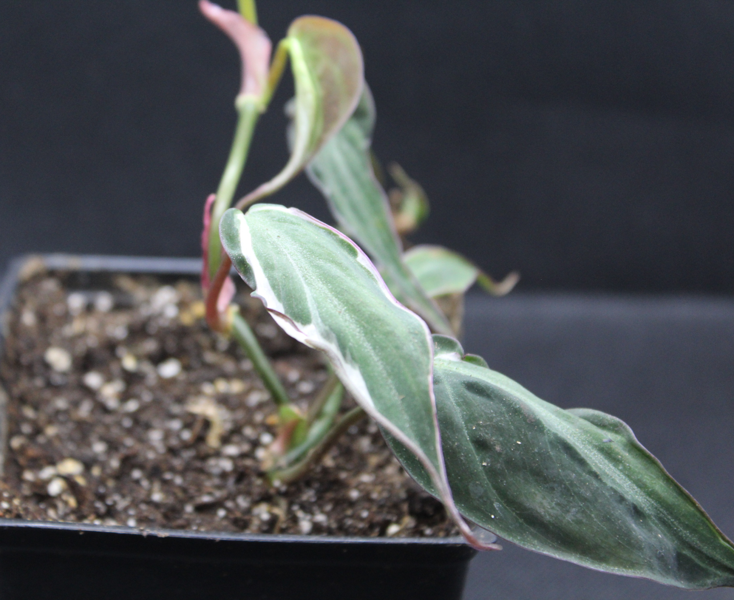 Philodendron, Velvet Leaf 'Halo' rooted plant