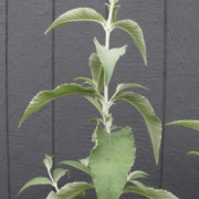 Buddleia fallowiana seeds
