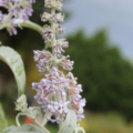 Buddleia fallowiana blue flower