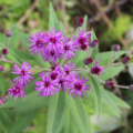 Tall Ironweed seeds