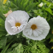 Cosmos seeds 'Cupcakes & Saucers mix'