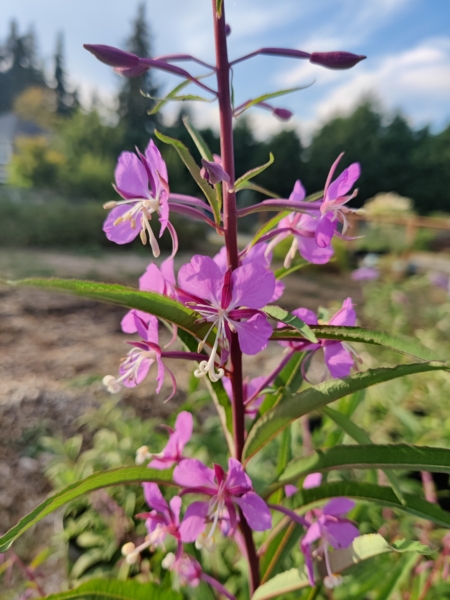 Chamaenerion angulstifolium fire weed flowers