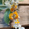 BUDDLEJA tucumananensis flowers