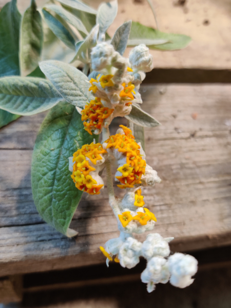 BUDDLEJA tucumananensis flowers