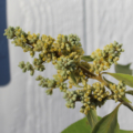 Buddleia americana plant