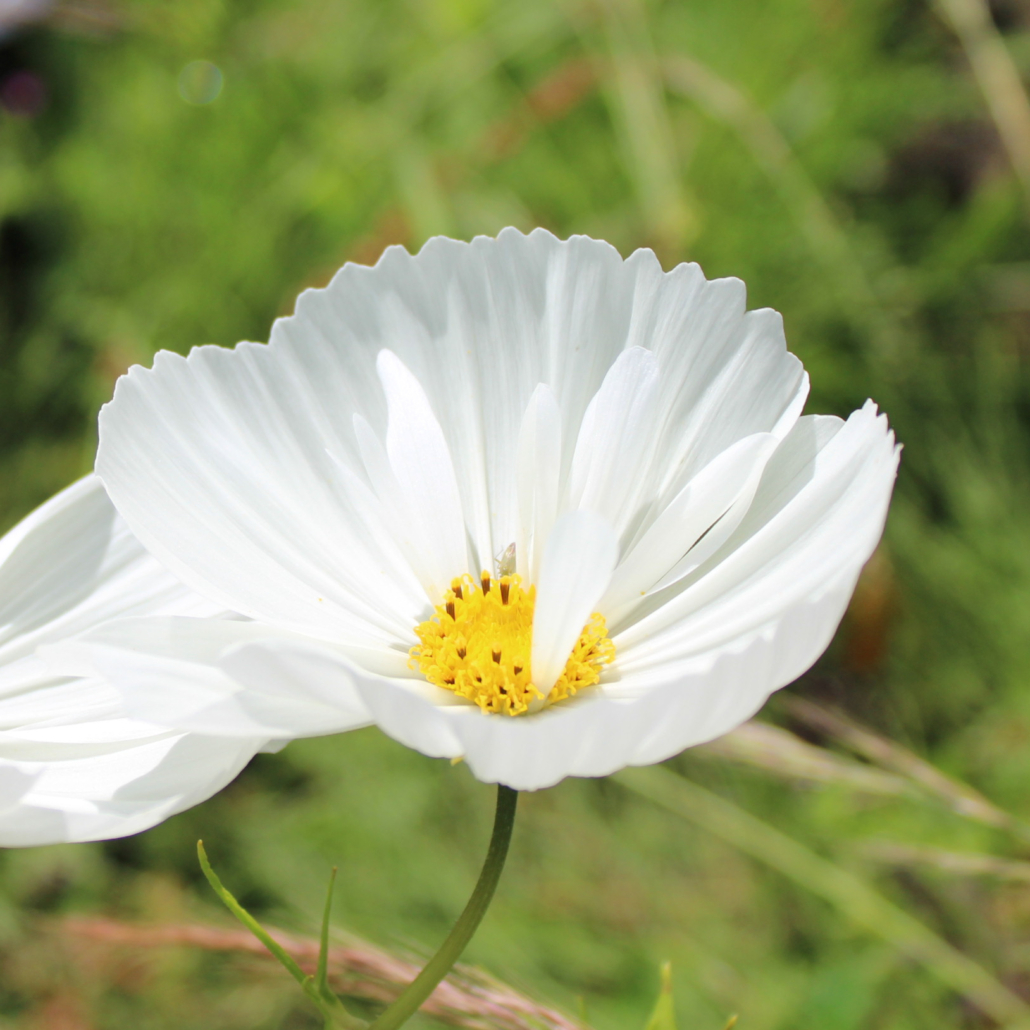 thumbnail image 2 of Cosmos Cupcake White Seeds – 25 Seeds Per Packet – Non-GMO, Fresh For 2025 2 of 6