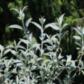 Blue Buddleja fallowiana