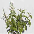 BUDDLEJA americana