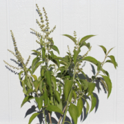 BUDDLEJA americana
