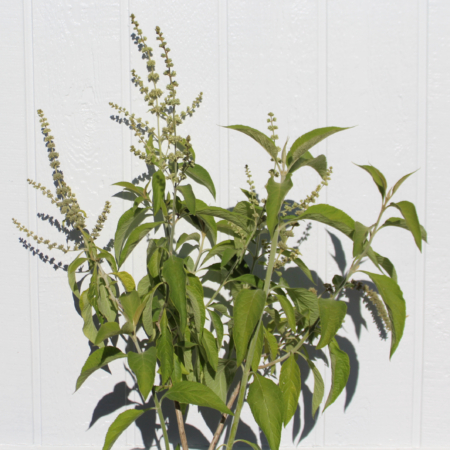 BUDDLEJA americana