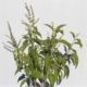 BUDDLEJA americana